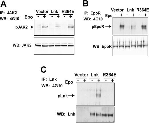 Figure 7. The Lnk SH2 domain is required to inhibit Epo-induced JAK2 and EpoR phosphorylation. Primary erythroblasts transduced with either vector alone, or wild-type Lnk or the SH2 mutant (R364E) were immunoprecipitated with anti-EpoR (A), or anti-JAK2 (B) or anti-Lnk (C) antibodies, and probed with antiphosphotyrosine (4G10) antibodies. Total protein levels are shown in the bottom panels.