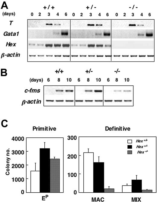 Figure 1. Hematopoietic potential of Hex-deficient ES cells. (A-B) RT-PCR expression analysis of different staged serum-stimulated EBs generated from Hex+/+ (+/+), Hex+/- (+/-), and Hex-/- (-/-) ES cells. (C) Hematopoietic progenitor analysis of Hex+/+, Hex+/-, and Hex-/- EBs differentiated for 6 days. Numbers represent colonies per 1 × 105 cells plated. Data represent means ± SEMs (n = 3). Ep indicates primitive erythroid colonies; MAC, macrophage colonies; MIX, large multilineage hematopoietic colonies consisting of macrophages, definitive erythroid cells, and neutrophils.