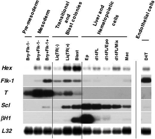 Figure 2. Expression of Hex in mesoderm and the hematopoietic and vascular lineages. The 3′ cDNA prepared by RT-PCR from the different populations and lineages was run on a 1.5% agarose gel, blotted, and probed separately with 3′ probes from the indicated genes. L32 was included as an internal control. Bry-Flk-1-, Bry+Flk-1-, and Bry+Flk-1+ representing premesoderm and mesodermal populations were isolated from day-3 serum-stimulated EBs. LiqTR (-) and LiqTR (+) represent pools of transitional colonies generated from day-2.5 EBs in the absence or presence of VEGF, respectively. Blast indicates pools of blast colonies from day-3 EBs, whereas Ep and Mac represent pools of primitive erythroid and macrophage colonies from day-6 EBs. D14FL is uncultured day-14 fetal liver cells, and d14FL/Epo (erythropoietin) and d14Fl/Mix represent fetal liver cells cultured for 7 days in erythropoietin or a mix of cytokines. D4T is an EB-derived endothelial cell line.