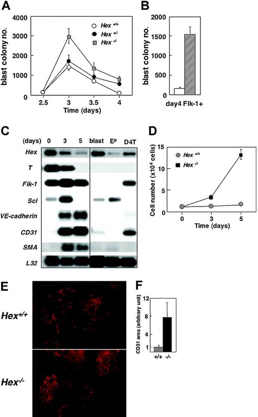 Figure 3. BL-CFC and endothelial potential of Hex-deficient ES cells. (A) BL-CFC potential of Hex+/+, Hex+/-, and Hex-/- EBs at the indicated time points. Numbers represent colonies per 2.5 × 104 cells plated. Data represent means ± SEMs (n = 3). (B) BL-CFC potential of Hex+/+ (□) and Hex-/- (▨) Flk-1+ cells isolated from day-4 EBs. Data represent means ± SEMs (n = 3). (C) RT-PCR expression analysis of Hex+/+ day-4 Flk-1+ cells cultured in VEGF and bFGF for varying periods of time. The 3′ cDNA was prepared by RT-PCR from the Flk-1+ population at the time of isolation (0) or following 3 or 5 days of culture. The cDNA samples were run on a 1.5% agarose gel, blotted, and probed separately with 3′ probes from the indicated genes. L32 was included as an internal control. Control populations include a pool of blast colonies (blast), a pool of primitive erythroid colonies (Ep), and the D4T endothelial cell line. (D) Flk-1+ cells (1 × 104 cells) isolated from day 4 Hex+/+ and Hex-/- were cultured on matrigel-coated wells with VEGF and bFGF. Cells were harvested and counted at days 3 and 5 of culture. Data represent means ± SEMs (n = 3). (E) Immunohistochemistry showing CD31+ endothelial cell clusters (red) and SMA-positive smooth muscle cells (green) (× 50) at 5 days of culture. (F) The size of the CD31+ area in 8 separate fields of each culture was evaluated by image analyzer. The mean size of the CD31+ area in Hex+/+ cultures was adjusted to 1. Data represent means ± SEM.
