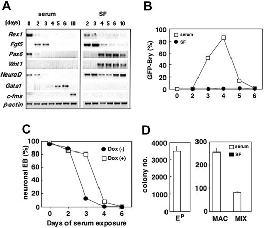 Figure 4. The effect of serum on germ layer induction in EBs. (A) Bry-GFP ES cells were cultured in the presence (serum) and absence (SF) of serum. The resulting EBs were evaluated for expression of the indicated genes at the times (days) shown at the top of the panel. (B) FACS analysis of GFP-Bry expression in the serum and serum-free EBs. (C) tet-Hex ES cells were cultured for a total of 10 days. EBs were grown from 0 to 6 days in the presence of serum. The numbers refer to the number of days cultured in the presence of serum. At the indicated time point, the EBs were transferred to serum-free conditions and grown until a total of 6 days of culture. At 6 days of culture, EBs were replated, and neurite development was evaluated at day 10. Cells in each condition were cultured in the absence (-) or presence (+) of Dox (1 μg/mL). Day-6 EBs from each group were replated, and the number of EBs with neurite outgrowths was counted 4 days later. (D) Hematopoietic potential of day-6 EBs generated in the presence or absence of serum. Ep indicates primitive erythroid colonies; MAC, macrophage colonies; MIX, multilineage colonies. Data represent means ± SEMs (n = 3).