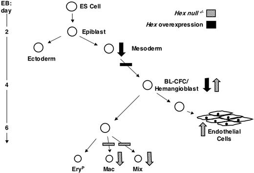 Figure 6. Model depicting the role of Hex in hemangioblast, hematopoietic, and endothelial development during ES cell differentiation. Large arrows indicate the effect of Hex at different stages of development. Downward facing arrows represent a decrease in progenitor or cell numbers and upward facing arrows represent an increase.