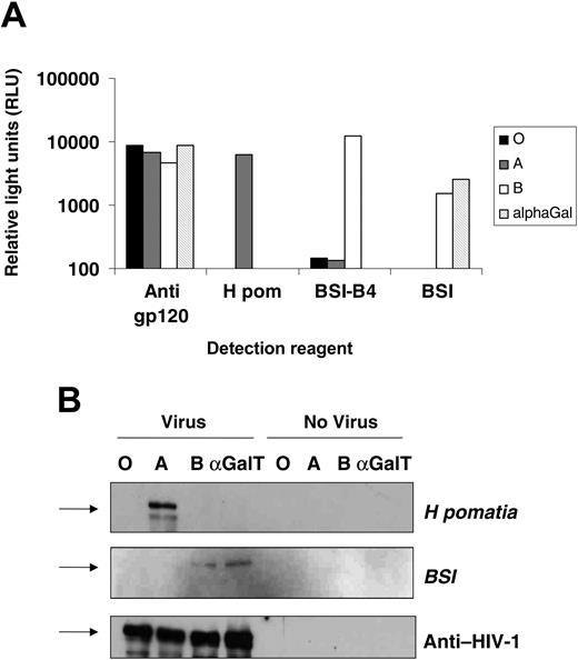 Figure 1. Expression of ABO transferases in cells producing HIV-1 particles leads to incorporation of ABO antigens into viral envelopes. (A) HIV-1-based vectors pseudotyped with the HXB2 envelope were produced in 293T cells cotransfected with the H (giving the O blood group) and A or B transferases, or the porcine α(1-3)galactosyltransferase. The envelope protein, gp120, from vectors was captured by immobilized anti-gp120 antibody. Captured ABO sugar was then detected with biotinylated ABO selective lectins H pomatia (A), BSI-B4 (B), or BSI (B and α(1-3)galactoside), or anti-HIV-1 human sera as a loading control. Background lectin binding was controlled by capturing media from ABO-expressing virus-negative 293T cells. Binding was detected by streptavidin-conjugated alkaline phosphates and expressed as relative light units. (B) Viral lysate was separated on a 10% SDS-PAGE gel and Western blotted using the same reagents as in panel A, this time detecting antigen with streptavidin-linked horseradish peroxidase. ABO-expressing 293T cell supernatant was used as a negative control. Arrows represent the 113-kDa molecular weight marker.
