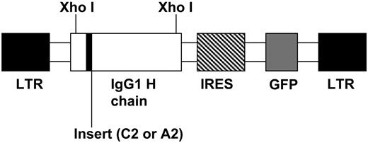Figure 1. Linear map of C2-Ig/ or A2-IgG/MSCV retroviral vector.