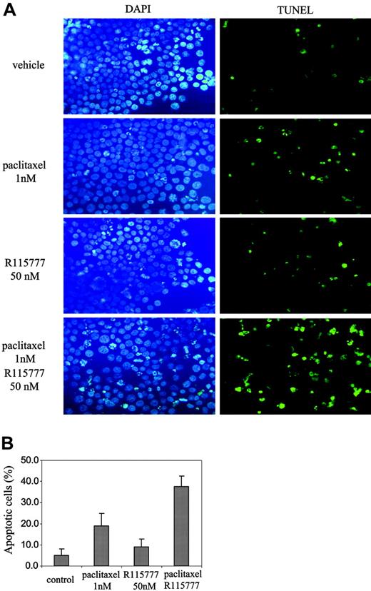 Figure 2. R115777 synergizes with paclitaxel to induce apoptosis. RPMI8226/S cells were treated with paclitaxel (1 nM), or R115777 (50 nM), or both for 36 hours before TUNEL assays. (A) Representative pictures of TUNEL slides of cells with different drug treatments are shown. (B) Means and standard deviations of 3 independent experiments.