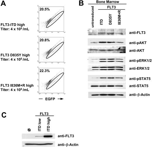 Figure 1. Expression analysis of retroviral FLT3 constructs. (A) Flow cytometric analysis of murine bone marrow retrovirally transduced with FLT3 high-expressing constructs. A fluorescein isothiocyanate (FITC)-versus-PE channel dot plot is shown without compensation to exclude autofluorescent cells. The EGFP-positive population shifts on a diagonal to the right. The circle indicates the EGFP-positive (FLT3) cells. Numbers in top left corners indicate the percentage of EGFP+ cells. (B) Western blot analysis of bone marrow shown in panel A. Bone marrow cells were not starved from the cytokines of the infection procedure before preparation of total cell lysates. Similar transduction efficacy for different FLT3 mutants results in equal FLT3 protein expression and activation of downstream targets in murine bone marrow. The cells loaded in the first lane (“untransduced”) were treated like the FLT3-transduced cells but without retrovirus during the infection procedure. (C) Comparison of FLT3 protein expression of the high- and low-expressing FLT3-ITD constructs in Phoenix E cells.