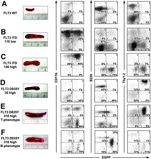 Figure 3. Each FLT3 mutant induces splenomegaly. Comparison of spleen size (left) and immunophenotype of spleen cells from mice receiving bone marrow transduced with distinct FLT3 mutants. Two-parameter dot plots (right) show expression of lineage-specific antigens (CD11b, B-220, Thy1.2, CD4, CD8) versus EGFP. Numbers indicate the percentage of cells in each quadrant.