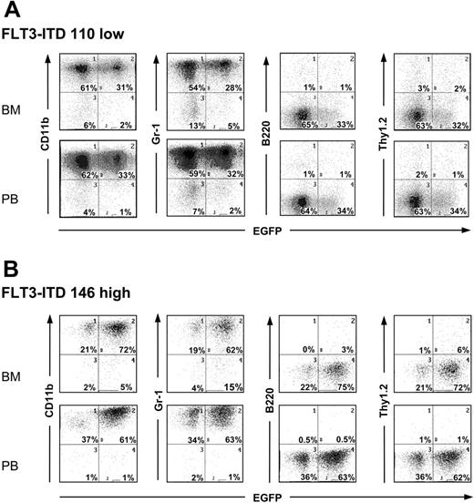 Figure 4. Immunophenotype of cells from the bone marrow and peripheral blood of FLT3-ITD mice. Flow cytometric analysis of bone marrow (BM) and peripheral blood (PB) cells from mice that received a transplant of bone marrow transduced with (A) low- or (B) high-expressed FLT3-ITD. Two-parameter dot plots show expression of lineage-specific antigens (CD11b, Gr-1, B-220, Thy1.2) versus EGFP. Numbers indicate the percentage of cells in each quadrant.