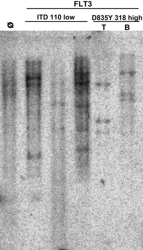 Figure 5. Proviral integrations in cells isolated from spleen cells of diseased mice. DNA isolated from spleen cells of a control mouse (lane 1), FLT3-ITD mice (lanes 2-4), and FLT3 D835Y mice with T-phenotype (lane 5) and B-phenotype (lane 6) was digested with EcoRI, which cuts within the proviral sequence and in the flanking genomic sequence. After blotting onto a nylon membrane DNA was probed with a P32-labeled probe corresponding to the EGFP cDNA to determine the clonality of the disease.