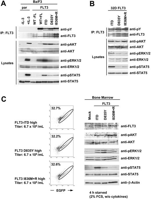 Figure 7. Different activation of STAT5 by FLT3-ITD and FLT3-TKD mutants. (A) Ba/F3 and (B) 32D cells were stably transfected with WT or mutated FLT3 constructs as indicated. All cells were serum starved for 4 hours. Parental cells (par) and FLT3-WT-expressing cells were either untreated or stimulated with IL-3 or FLT3 ligand (FL), respectively. FLT3 was immunoprecipitated (IP) from whole-cell lysates and immunoblotted with antiphosphotyrosine antibody and reblotted with anti-FLT3 antibody. Activation of downstream targets is demonstrated by immunoblotting the total cell lysates with the indicated phosphospecific antibodies. After stripping the membrane was reprobed with indicated total antibodies to demonstrate equal loading. (C) Bone marrow of 5-FU-pretreated mice was transduced with equivalent retroviral titers of the indicated constructs. After the infection procedure the cells were washed twice with phosphate-buffered saline (PBS) and subsequently starved for 4 hours in medium containing 2% FCS and no cytokines. After FACS analysis of the cells (left), total cell lysates were prepared and separated by SDS-PAGE. Expression of FLT3 protein and activation of downstream targets is demonstrated by immunoblotting the total cell lysates with the indicated phosphospecific antibodies. After stripping the membrane was reprobed with indicated total antibodies to demonstrate equal loading. In left panels, circles indicate EGFP+ cells; numbers, the percentage of EGFP+ cells.