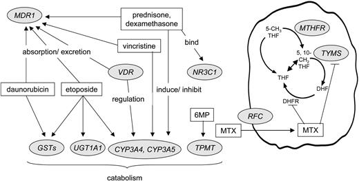Figure 1. Interaction of primary antileukemic agents (in rectangles) with products of polymorphic genes (in circles) that were subject of study. GMP indicates mercaptopurine; MTX, methotrexate.
