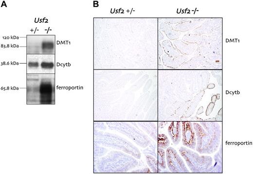Figure 1. Protein levels of iron-related genes in the duodenum of hepcidin-deficient mice. (A) Western blot analysis of DMT1, Dcytb, and ferroportin (on 80 μg crude membrane preparation) from the duodenum of Usf2-/- and Usf2+/- mice. Molecular weight markers are indicated on the left. A typical experiment, representative of at least 3 independent experiments, is shown. (B) Immunohistochemistry using antimouse DMT1, Dcytb, and ferroportin antibodies on the duodenum of Usf2-/- and Usf2+/- mice. Original magnification, ×10.