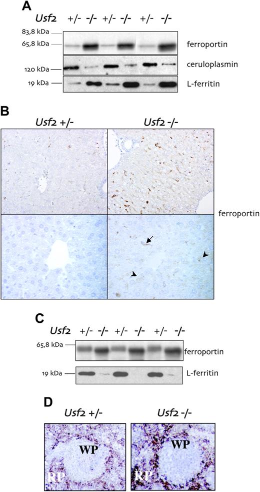 Figure 2. Protein levels of iron-related genes in the liver and the spleen of hepcidin-deficient mice. Western blot analysis of ferroportin (on 80 μg crude membrane preparation), and of ceruloplasmin and L-ferritin (on 20 μg cytosolic preparation) from the liver (A) and the spleen (C) of Usf2-/- and Usf2+/- mice. Molecular weight markers are indicated on the left. Immunohistochemistry using antimouse ferroportin antibody on the liver (B) and on the spleen (D) of Usf2-/- and Usf2+/- mice. Original magnification, ×20 (top row, panel B), ×60 (bottom, and ×4, panel D). Kupffer cell (black arrow) and hepatocyte (black arrowheads) staining are pointed. RP and WP indicate red pulp and white pulp, respectively.
