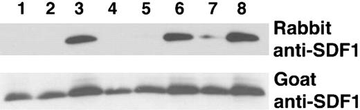 Figure 2. SDF-1α cleavage by crude and lysine Sepharose-purified serum fractions. Recombinant SDF-1α (25 ng in 18 μL PBS) was incubated at room temperature for 10 minutes with serum, plasma or serum components, and subsequently immunoblotted with rabbit and goat anti-SDF-1α antibodies (10%). Lanes 1-3: SDF-1α incubated with 10% serum (100 μg), 1% serum (10 μg), or 0.1% (1 μg) serum, respectively. Lanes 4-6: SDF-1α incubated with 1 μg, 0.1 μg, or 0.01 μg lysine Sepharose fraction from purification of stored serum. Lane 7: SDF-1α incubated with 1 μg of the flow-through fraction from lysine Sepharose column. Lane 8: SDF-1α incubated with PBS.