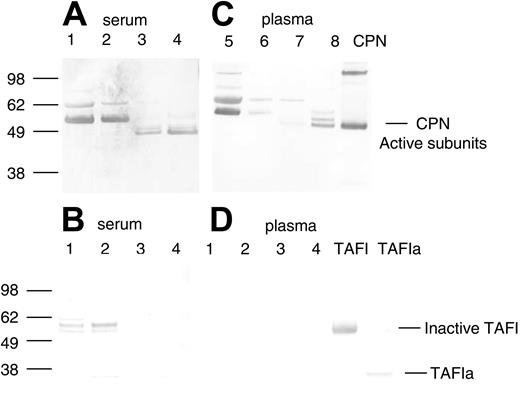 Figure 3. Detection of CPN and TAFIa in crude and purified serum and plasma fractions containing SDF-1α peptidase activity. Protein samples from the purification of SDF-1α peptidase activity from human serum or plasma as described in Tables 1 and 2 were electrophoresed, transferred to nitrocellulose, and immunoblotted in panels A and C with rabbit polyclonal antibody against the active subunits of CPN, and in panels B and D with a mouse monoclonal antibody against TAFI. (A-B) Lane 1: human serum (1.0 μg); lane 2: 40% ammonium sulphate pellet (1.0 μg); lane 3: anion exchange fraction eluted with 0.25 M NaCl (1.0 μg); lane 4: pooled lysine Sepharose fraction eluted with 150 mM NaCl and 150 mM NaCl containing 100 μM SDF-1 peptide (1.0 μg). (C-D) Lane 1: human plasma (0.25 μg); lane 2: 50% ammonium sulphate pellet (0.25 μg); lane 3: anion exchange fraction eluted with 0.25 M NaCl (0.25 μg); lane 4: pooled lysine Sepharose fraction eluted with 150 mM NaCl and 150 mM NaCl containing 100 μM SDF-1 peptide (0.25 μg). Bands were visualized using Promega stabilized alkaline phosphatase substrate following incubation with secondary antirabbit or antimouse antibodies linked to alkaline phosphatase. The locations of the active subunits of purified CPN (0.3 μg) and the active (TAFIa) (0.01 μg) and inactive subunits of TAFI (0.01 μg) are indicated.