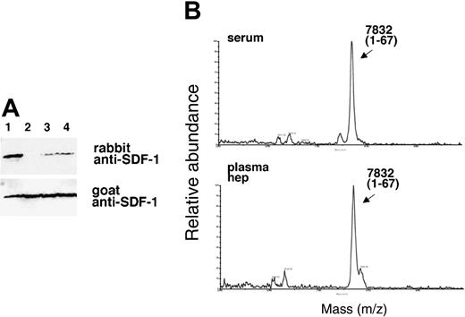 Figure 4. Comparative analysis of SDF-1α cleavage by human serum and plasma. Recombinant SDF-1α (1 μgin18 μL PBS) was incubated for 10 minutes at room temperature with PBS (2 μL; lane 1); normal human serum (2 μL; lane 2); normal human plasma collected in heparin (2 μL; lane 3); and normal human plasma collected in heparin and the thrombin inhibitor PPACK (2 μL; lane 4). Serum and plasma samples were from the same individual. At the end of incubation, 1 μL of the mixture was used for immunoblotting and the remainder was used for MALDI. (A) Western blot analysis of SDF-1α cleavage using rabbit and goat anti-SDF-1 antibodies. (B) MALDI analysis of SDF-1α cleavage by serum or plasma collected in heparin (hep). The experiment was carried out 4 times and a representative set of data is shown with similar results from each.