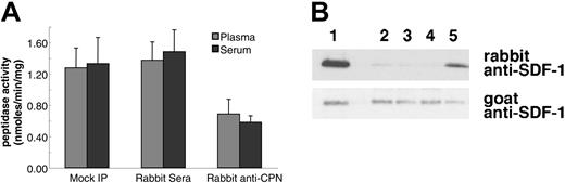 Figure 5. Immunoprecipitation of CPN from human plasma reduces SDF-1α and SDF-1α C-terminal peptide cleavage activity. Plasma or serum was either mock immunoprecipitated (no antibody added) or immunoprecipitated with control rabbit serum or with rabbit anti-CPN antibodies. After removal of the immunoprecipitate with protein-G, supernatant was tested for enzymatic activity. (A) SDF-1 carboxypeptidase activity in serum or plasma following immunoprecipitation. Peptidase activity was calculated for untreated 10% plasma or serum (Mock IP); 10% plasma or serum immunoprecipitated with control rabbit serum; and 10% plasma or serum immunoprecipitated with rabbit anti-CPN antibodies. Peptide cleavage was evaluated by RP-HPLC. Shown is the mean plus or minus the standard deviation from 3 independent experiments. (B) SDF-1α cleavage evaluated by immunoblotting. SDF-1α incubated for 10 minutes at room temperature with 10% of the following: lane 1: PBS alone; lane 2: plasma (10%); lane 3: 10% plasma, mock immunoprecipitated; lane 4: 10% plasma immunoprecipitated with control rabbit IgG; lane 5: 10% plasma immunoprecipitated with rabbit anti-CPN antibodies.
