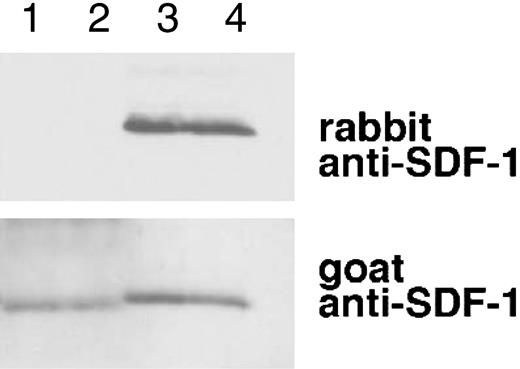 Figure 6. Characterization of SDF-1α present in the circulation. SDF-1 was affinity purified from aliquots (1 mL) of human serum and plasma (collected in heparin and PPACK) from the same individual using biotin-labeled goat anti-SDF-1 antibodies (BAF 310) immobilized onto beads. Aliquots of the purified material (20 μL) were immunoblotted with rabbit anti-SDF-1α antibodies that do not recognize SDF-1α missing the C-terminal lysine (aa 1-67), and reblotted with goat anti-SDF-1 antibodies that recognize SDF-1 lacking the C-terminal lysine. Lane 1: SDF-1α purified from serum; lane 2: SDF-1α purified from plasma; lane 3: recombinant SDF-1α, 3 ng; lane 4: recombinant SDF-1α, 1.5 ng. The experiment was carried out 3 times with similar results and a representative set of this data is shown.