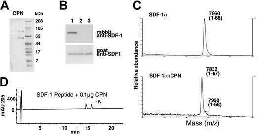 Figure 7. Characterization of SDF-1α and SDF-1 peptide cleavage by purified CPN. (A) SDS-PAGE analysis of purified CPN. Lane 1: 1 μg and lane 2: 4 μg (stained with Coomassie). (B) SDF-1α cleavage by CPN evaluated by Western blotting with specific antibodies. Lane 1: SDF-1α was incubated for 10 minutes at room temperature with PBS alone; lane 2: purified CPN at 10 μg/mL; lane 3: 50 μg/mL. (C) SDF-1α cleavage by CPN evaluated by MALDI. SDF-1α was incubated for 10 minutes at room temperature in PBS or with PBS containing purified CPN at 10 μg/mL. (D) RP-HPLC tracing for SDF-1 peptide treated for 10 minutes with 0.1 μg purified CPN.