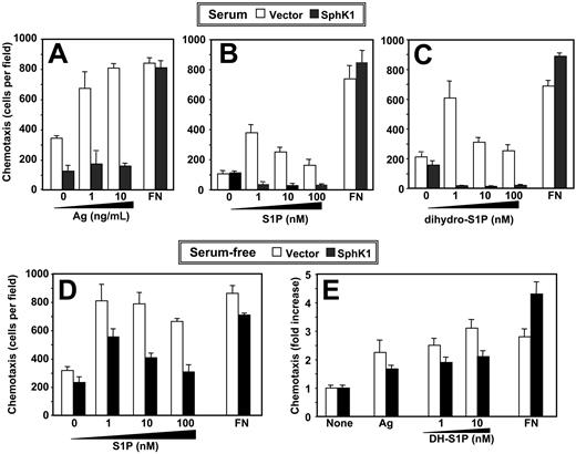 Figure 1. Chemotaxis of RBL-2H3 cells toward antigen or S1P is inhibited by expression of SphK1. (A) IgE-sensitized vector-expressing (□) or SphK1-expressing (▪) RBL-2H3 cells cultured in the presence of serum were allowed to migrate toward the indicated concentrations of DNP-HSA or fibronectin (FN; 20 μg/mL) for 3 hours. (B-C) RBL-2H3 cells stably expressing vector (□) or SphK1 (▪) cultured in the presence of serum were allowed to migrate toward the indicated concentrations of S1P (B), dihydro-S1P (C), or fibronectin (20 μg/mL) for 2 hours. Data are the means ± SD of triplicate determinations. Similar results were obtained in 3 additional experiments. (D-E) Effect of SphK1 expression on chemotaxis of serum-starved RBL-2H3 cells. RBL-2H3 cells stably expressing vector (□) or SphK1 (▪) were serum-starved overnight and allowed to migrate toward the indicated concentrations of S1P (D), dihydro-S1P (DH-S1P) (E), or fibronectin (20 μg/mL) for 2 hours. Duplicate cultures were also sensitized with IgE and then allowed to migrate toward DNP-HSA (1 ng/mL) for 3 hours (E). Data are the means ± SD of triplicate determinations and are expressed as fold increases compared with vehicle-treated cells. Similar results were obtained in 2 additional experiments.