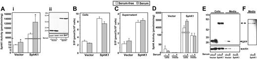 Figure 3. Expression of SphK1 increases intracellular S1P and its secretion. (A-C) RBL-2H3 cells stably expressing vector or SphK1-GFP were cultured for 24 hours in the absence (□) or presence of 15% serum (▦) and SphK1 activity was measured (Ai). (Aii) Equal amounts of cell-lysate proteins were also separated by SDS-PAGE, transferred to nitrocellulose, and immunoblotted with anti-GFP antibody. Blots were stripped and reprobed with antitubulin to show equal loading. Ratios of SphK1/tubulin intensities in the absence and presence of serum are 0.85 and 0.87, respectively, determined with NIH ImageJ.21 Mass levels of cellular (B) and secreted S1P (C) were measured in duplicate cultures as described in “Measurement of S1P.” *P < .05 by Student t test. (D-E) SphK1 is not secreted by RBL-2H3 cells. (D) RBL-2H3 cells stably expressing vector or SphK1 were cultured in the absence (-) or presence (+) of 15% serum for 24 hours and (D) SphK1 activity was determined in cells and media as described in “Sphingosine kinase assay.” Data are means ± SD of triplicate determinations. (E) Equal amounts of proteins were analyzed by immunoblotting with anti-GFP antibody. Blots were stripped and then reprobed with antiactin antibody as a loading control. Note the presence of actin in both vector and SphK1 supernatants. The double-headed arrow indicates SphK1-GFP. (F) Longer exposure of a portion of the immunoblot shown in panel E.
