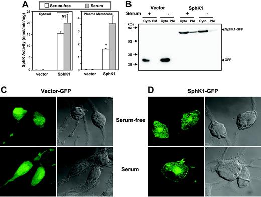 Figure 4. Serum induces translocation of SphK1 to the plasma membrane. (A) RBL-2H3 cells stably expressing vector or SphK1 were cultured for 24 hours in the absence (□) or presence (▦) of 15% serum. Cells were homogenized and centrifuged at 1000g to remove unbroken cells and then at 100 000g for 1 hour to obtain cytosol (Cyto) and plasma membrane (PM) fractions. SphK1 activity was measured as described in “Sphingosine kinase assay.” *P < .05; Student t test. (B) Equal amounts of proteins were analyzed by immunoblotting with anti-GFP antibody. (C-D) Duplicate cultures of vector-GFP- or SphK1-GFP-expressing cells were fixed and stained with anti-GFP and examined by confocal fluorescence microscopy (left panels) or by differential interference contrast (DIC; right panels) to visualize the cells.