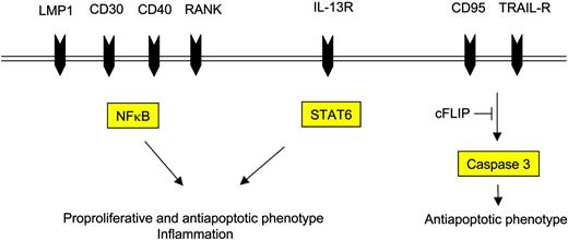 Figure 3. Cell-surface receptors and their respective intracellular mediators induce the proproliferative and antiapoptotic phenotype of H-RS cells.