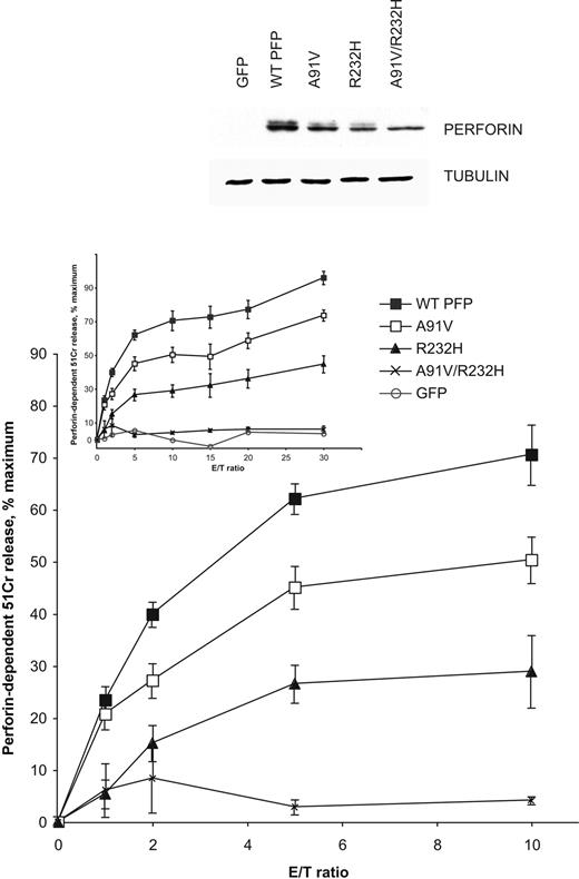 Figure 2. Reduced expression and partial loss of function of A91V and the coinherited substitution R232S. The effect of PRF1 mutations identified in fraternal twins inheriting A91V, R232H, and doubly mutated A91V/R232H perforin (PFP).21 The top panel shows a Western blot of whole-cell extracts from RBL cells expressing the respective mutated perforin and sorted as described in “Materials and methods.” The graphs show 4-hour cytotoxicity assays using transiently transfected and sorted RBL cells as effector cells and 51Cr-labeled Jurkat cells as targets at the effector-target (E/T) ratios indicated. The data shown are the means ± SE of 4 to 9 independent experiments. For clarity, a subset of the data (the lower E/T ratios) is shown again in the larger plot.