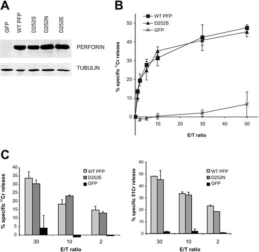 Figure 3. Normal expression and function of perforin with a serine substitution at residue 252. (A) The Western immunoblot shows the relative expression of D252S, D252N (as in human perforin), and D252E (as in flounder perforin) in transiently transfected RBL cells. (B) The line graph shows the lytic activity of D252S perforin (equivalent to N252S in humans) in the 51Cr-release cytotoxicity assay. (C) The bar charts compare the lytic capacity of perforin variants at position 252 grafted onto mouse perforin: D252E found in flounder (left) and D252N in human perforin (right). The data shown are mean ± SD and are representative of 3 independent experiments.