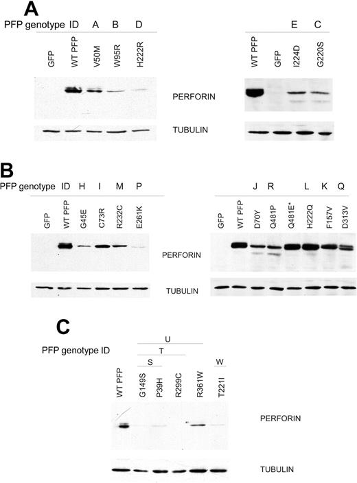 Figure 4. Analysis of missense mutations of PRF1 on the expression of perforin. RBL cells were transfected to express perforin bearing each of the missense mutations listed, then sorted with a fluorescence-activated cell sorter (FACS). The mutations were classified according to the HLH patient's genotype: (A) those identified in homozygous patients; (B) mutations identified in compound heterozygotes, where the second allele encoded a frame-shift or premature termination of the protein; and (C) mutations identified in compound heterozygotes with missense mutations in both alleles of PRF1. The Western immunoblots show the relative level of expression of mutated perforin in equivalent numbers of FACS-sorted RBL cells (see “Materials and methods”).