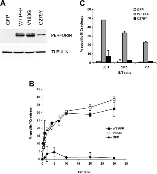 Figure 6. V183G perforin has normal function but the C279Y substitution results in loss of perforin function. (A) Western immunoblot shows the relative expression of the wild-type, V183G, and C279Y perforins in transiently transfected FACS-sorted RBL cells. (B-C) 51Cr-release cytotoxicity assays using transfected RBL cells and Jurkat target cells at the E/T ratios indicated and comparing the putative perforin mutation V183G (B) and C279Y perforin (C) with WT perforin. Data shown are mean ± SD.