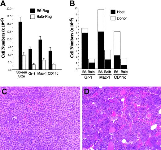 Figure 6. Expansion of the innate immune system in mice with autoimmunity. Lethally irradiated Balb mice received transplants of TCD B6.SJL (CD45.1) BM plus 3 × 105 B6.SJL spleen cells. Spleen cells were obtained from GVHD mice 3 to 4 weeks after BMT and transferred into either B6 (n = 6) or Balb (n = 6) Rag mice. Mice in each cohort were killed approximately 2 months after transfer and analyzed for spleen cellularity and absolute numbers of Gr-1+, Mac-1+, and CD11c+ cells (A) as well as the absolute numbers of Gr-1+, Mac-1+, and CD11c+ cells that were of donor (CD45.1) or host (CD45.2) origin (B). Data are cumulative results from 2 independent experiments. Histology of representative bone marrows from B6 (C) or Balb (D) Rag mice that received spleen cells from lethally irradiated Balb mice that had received transplants of TCD B6 BM plus B6 spleen cells to induce GVHD (original magnification, × 200). Marrow from B6 Rag mouse shows an almost homogenous population of mature neutrophils, while marrow from Balb Rag mouse demonstrates a heterogenous population of erythroid, myeloid, and megakaryocytic cells. In panels A and B, error bars indicate standard error measurement (SEM).