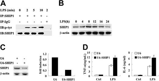 Figure 1. SHIP1 is phosphorylated upon LPS stimulation and inhibits LPS-induced inflammatory cytokine production by macrophages. (A) SHIP1 becomes phosphorylated following LPS stimulation in macrophages. RAW264.7 macrophages were treated with 100 ng/mL LPS for the indicated time periods, lysed, then anti-SHIP1 antibody or control isotype IgG were used to immunoprecipitate (IP) SHIP1 from the extracts. Expression of phosphorylated and total SHIP1 was detected using specific antibodies to phosphotyrosine or SHIP1, respectively, by Western blotting.;65IB indicates immunoblot; and p-, phosphorylated. (B) SHIP1 expression is up-regulated after LPS stimulation in macrophages. RAW264.7 macrophages were treated with 100 ng/mL LPS for the indicated time periods. Expression of SHIP1 was detected by Western blotting. (C) SHIP1-specific interfering RNA inhibits SHIP1 expression in macrophages. RAW264.7 macrophages were transfected with pGFP together with SHIP1 interfering RNA plasmid pU6-SHIP1 or control plasmid pU6. After 48 hours, GPF-expressing cells were sorted and SHIP1 expression was detected by Western blot. Densitometrically analyzed and normalized over β-actin signal in the respective lane, the relative expression level of SHIP1 in the control cells was expressed as 1. (D) SHIP1 knockdown increases LPS-induced inflammatory cytokine production by macrophages. RAW264.7 macrophages were transfected with pU6-SHIP1 or control plasmid pU6 and cultured for 48 hours and then stimulated with 100 ng/mL LPS for 8 hours. Concentrations of TNF-α and IL-6 in the supernatants were measured by ELISA. Ctrl indicates control. Data are shown as mean ± SD (n = 3) of one representative experiment; similar results were observed in 3 separate experiments.