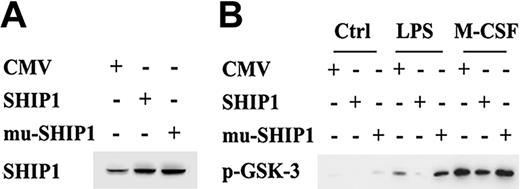 Figure 2. SHIP1 negatively regulates LPS-induced activations of the PI-3K pathway in a phosphatase activity-dependent manner in macrophages. (A) Wild-type SHIP1 and mutant SHIP1 were overexpressed in stably transfected RAW264.7 cells. RAW264.7 macrophages were stably transfected with empty pBK-CMV control plasmid, wild-type SHIP1, or phosphatase-inactive SHIP1 plasmid. Expressions of SHIP1 in the cells were detected with SHIP1 antibody. (B) Overexpression of wild-type SHIP1 and phosphatase-inactive SHIP1 differently affect Akt activity in macrophages. RAW264.7 macrophages were stably transfected with empty pBK-CMV control plasmid, wild-type SHIP1, or phosphatase-inactive SHIP1 plasmid. The cells were stimulated for 10 minutes with 100 ng/mL LPS, 100 ng/mL M-GSF, or left unstimulated and then cell extracts were prepared. Akt activity was assayed as described in “Materials and methods,” under “Assay of Akt kinase activity.” Similar results were observed in 3 separate experiments.