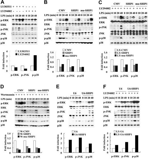 Figure 3. SHIP1 inhibits LPS-induced activation of MAPKs primarily via a phosphatase activity- and PI-3K-independent mechanism in macrophages. (A) LY294002 affects LPS-induced activation of MAPKs in macrophages. RAW264.7 macrophages were pretreated with 30 μM LY303511 or 30 μM LY294002 for 40 minutes and then stimulated with 100 ng/mL LPS for the indicated time periods. The phosphorylation of ERK1/2, p38, and JNK were detected by Western blot. Phosphorylation levels of the proteins at the time point of 20 minutes after LPS stimulation were quantitated by measuring band intensities. The values were normalized to the total ERK, p38, or JNK signal, respectively. Relative phosphorylation levels of the proteins in the control cells were expressed as 1. (B) Overexpression of wild-type SHIP1 or phosphatase activity-disrupted mutant SHIP1 inhibits LPS-induced activation of MAPKs in macrophages. RAW264.7 macrophages were transiently transfected with control plasmid, wild-type SHIP1, or mutant SHIP1 and cultured for 24 hours. The cells were stimulated with 100 ng/mL LPS for the indicated time periods. The phosphorylation of ERK1/2, p38, and JNK were detected and shown as described in panel A. (C-D) Overexpression of wild-type SHIP1 or phosphatase activity-disrupted mutant SHIP1 inhibits LPS-induced activation of MAPKs in the presence of PI-3K inhibitor in macrophages. Control plasmid, wild-type SHIP1, or phosphatase-inactive mutant SHIP1-transfected RAW264.7 macrophages were pretreated with (C) 30 μM LY294002 (LY) or (D) 100 nM wortmannin (W) for 40 minutes and then stimulated with 100 ng/mL LPS for the indicated time periods. The phosphorylation of ERK1/2, p38, and JNK was detected and shown as described in panel A. (E) SHIP1 RNA interfering enhances LPS-induced activation of MAPKs in macrophages. RAW264.7 macrophages were transfected with pU6-SHIP1 or control plasmid and cultured for 48 hours. The cells were stimulated with 100 ng/mL LPS for the indicated time periods. The phosphorylation of ERK1/2, p38, and JNK were detected and shown as described in panel A. (F) SHIP1 RNA interfering enhances LPS-induced activations of MAPKs in the presence of LY294002 in macrophages. RAW264.7 macrophages were transfected and cultured as described in panel E. All of the cells were pretreated with 30 μM LY294002 for 40 minutes and then stimulated with 100 ng/mL LPS for the indicated time periods. The phosphorylation of ERK1/2, p38, and JNK were detected by Western blotting, densitometrically analyzed, and presented as described in panel A. Similar results were observed in 3 separate experiments.