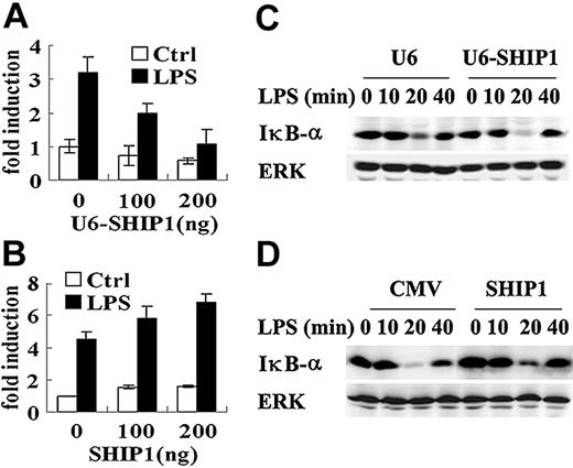 Figure 4. SHIP1 inhibits LPS-induced IκB-α degradation but enhances NF-κB activation in macrophages. (A-B) SHIP1 increases LPS-induced NF-κB reporter gene expression. RAW264.7 macrophages in 24-well plates were transiently cotransfected with 100 ng of pGL3.5XκB-luciferase, 10 ng of pTK-Renilla-luciferase, and 0, 100, and 200 ng of pU6-SHIP1 (A) or SHIP1 (B). Total amounts of plasmid DNA were equalized using corresponding control vector. After 48 hours (A) or 24 hours (B) of culture, the cells were stimulated with 100 ng/mL LPS for 6 hours. NF-κB luciferase activity was measured using theDual-Luciferase Reporter Assay System, normalized by Renilla luciferase activity, expressed as fold induction relative to the activity in unstimulated cells transfected with control vector. Data are shown as mean ± SD (n = 3) of one typical experiment. (C-D) SHIP1 inhibits LPS-induced IκB-α degradation in macrophages. RAW264.7 macrophages were transfected with pU6-SHIP1 or control pU6 plasmid and cultured for 48 hours (C) or transfected with SHIP1 or control pBK-CMV plasmid and cultured for 24 hours (D). The cells were stimulation with 100 ng/mL LPS for the indicated time periods. The degradation of IκB-α was detected by Western blotting. Similar results were observed in 3 separate experiments.