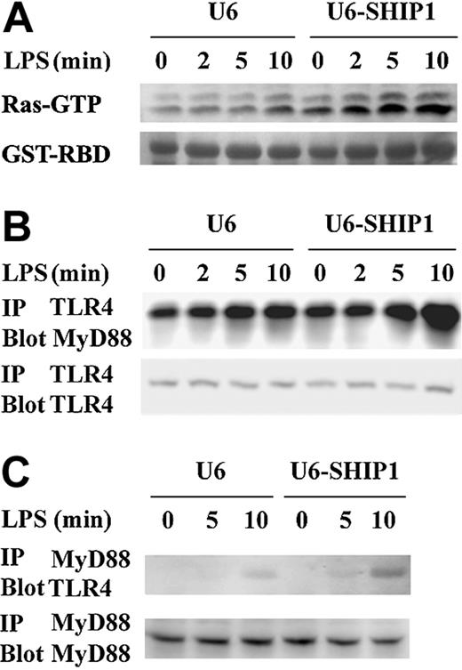 Figure 6. SHIP1 inhibits LPS-induced Ras activation and the TLR4-MyD88 combination in macrophages. (A) SHIP1 knockdown enhances LPS-induced Ras activation in macrophages. RAW264.7 macrophages were transfected with pU6-SHIP1 or control pU6 plasmid and cultured for 48 hours. The cells were treated with 100 ng/mL LPS for the indicated time periods; Ras activation was assayed as described in “Materials and methods.” The gel was stained with Coomassie blue to show equal protein loading (GST-RBD). Similar results were observed in 3 separate experiments. (B-C) SHIP1 knockdown enhances the LPS-induced TLR4-MyD88 combination in macrophages. RAW264.7 macrophages were transfected with pU6-SHIP1 or control pU6 plasmid and cultured for 48 hours. The cells were stimulated with 100 ng/mL LPS for the indicated time periods; the TLR4-MyD88 complex was precipitated with antibody against to TLR4 (C) or MyD88 (D) and detected as described in “Materials and methods.” Similar results were observed in 3 separate experiments.