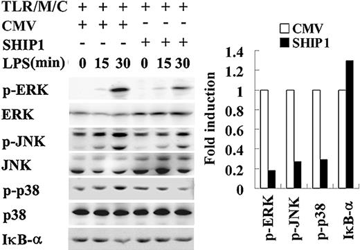 Figure 7. SHIP1 inhibits LPS-induced MAPKs activation in TLR4-reconstituted COS7 cells. COS7 cells were cotransfected with 1 μg TLR4, 1 μg MD2, and 1 μg CD14 plasmids (TLR/M/C) to establish TLR4-reconstituted cells. Together with TLR/M/C plasmids, the cells were also transfected with 2 μg pBK-CMV/150.8SHIP1 (SHIP1) or its control empty vector pBK-CMV (CMV) and cultured for 48 hours. The cells were stimulated with 100 ng/mL LPS for the indicated time periods. The phosphorylation of ERK1/2, p38, JNK, and degradation of IκB-α were detected by Western blotting. Similar results were observed in 3 separate experiments.