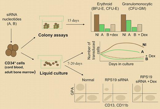 Presentation of the experimental strategy used to analyze the consequences of reducing RPS19 levels by introducing siRNA in human CD34+ cells. Erythroid and granulocytic colonies were scored in semisolid assays. Cell proliferation was determined by counting cells in liquid culture, and differentiation by analyzing cell phenotype by flow cytometry or cytologic analysis. A indicates 50% RPS19 levels; B, less than 50% RPS19 levels; and Dex, dexamethasone. Results are adapted schematically from the original figures in the papers by Flygare et al, page 4627 and Ebert et al, page 4620.