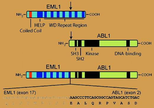 In T-ALL with cryptic t(9;14), N-terminal sequences from the EML1 polypeptide, including a coiled-coil domain, are joined to the same C-terminal ABL sequences present in the more common BCR-ABL1 fusion protein. The resulting 190-kDa EML1-ABL1 fusion protein is a dysregulated tyrosine kinase that transforms Ba/F3 cells. For details, see the article beginning on page 4849.