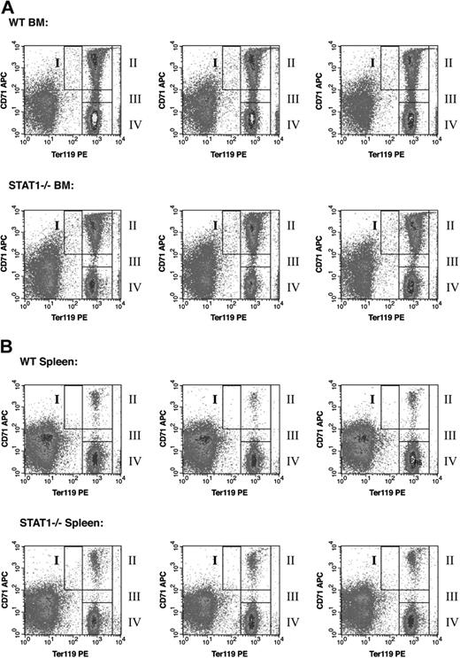 Figure 4. STAT1–/– erythroblasts show a block in erythroid differentiation. Cells were isolated from the (A) bone marrow or (B) spleen of wild-type and STAT1–/– mice and incubated with PE-conjugated anti-Ter119 and biotin-conjugated anti-CD71 antibodies, followed by APC-conjugated streptavidin. Region I, proerythroblasts; region II, basophilic erythroblasts; region III, late basophilic and chromatophilic erythroblasts; and region IV, orthochromatophilic erythroblasts. The analysis was completed for 3 wild-type and 3 STAT1–/– mice.