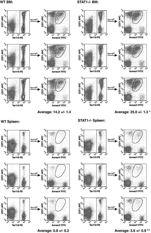 Figure 5. STAT1-deficient erythroblasts have a higher rate of intrinsic apoptosis. Bone marrow and spleen cells from wild-type and STAT1–/– mice were isolated and stained as described in Figure 3. Cells were then incubated with annexin V–FITC and propidium iodide. Ter119+ cells were gated and annexin V staining is shown as a function of CD71 expression. The analysis was completed for 3 wild-type and 3 STAT1–/– mice. Percentage of annexin V+ cells is shown ± SE (*P < .005; **P < .05).