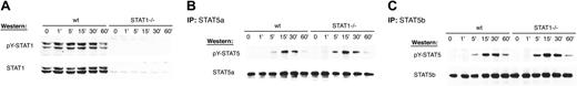Figure 6. EPO-dependent tyrosine phosphorylation of STAT1 and STAT5a/b. Wild-type and STAT1–/– splenic proerythroblasts were depleted of cytokine for 4 hours and then stimulated with 2 U/mL EPO for various times. Following cell lysis, lysates were resolved via SDS-PAGE and transferred to a PVDF membrane. The membrane was probed with an antiphospho-STAT1 antibody (A). Alternatively, an immunoprecipitation was performed with peptide-specific antibodies against STAT5a (B) or STAT5b (C). Immune complexes were resolved by SDS-PAGE and transferred to a PVDF membrane. The membrane was probed with an antiphospho-STAT5 antibody. The membranes was stripped and reprobed with a peptide-specific antibody recognizing total STAT1 (A) or STAT5 (B-C).