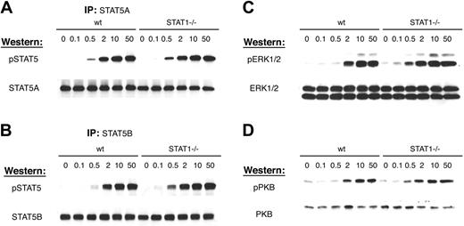 Figure 7. STAT1-deficient erythroblasts reveal elevated phosphorylation of STAT5a, STAT5b, PKB, and Erk1/2. Wild-type and STAT1–/– splenic proerythroblasts were depleted of cytokine for 6 hours and then stimulated with increasing concentrations of EPO for 15 minutes. Following cell lysis, an immunoprecipitation was performed with peptide-specific antibodies against STAT5a (A) or STAT5b (B). Immune complexes were resolved by SDS-PAGE and transferred to a PVDF membrane. The membrane was probed with an antiphospho-STAT5 antibody. The membrane was stripped and reprobed with a peptide-specific antibody recognizing total STAT5. (C) Lysates (100 μg) were resolved by SDS-PAGE and transferred to a PVDF membrane. The membrane was probed with an antiphospho-ERK1/2 monoclonal antibody. The membrane was stripped and reprobed with an antibody that recognizes total ERK1/2. (D) Lysates (100 μg) were resolved by SDS-PAGE and transferred to a PVDF membrane. The membrane was probed with an antiphosphoserine-PKB polyclonal antibody. The membrane was stripped and reprobed with an antibody that recognizes total PKB.