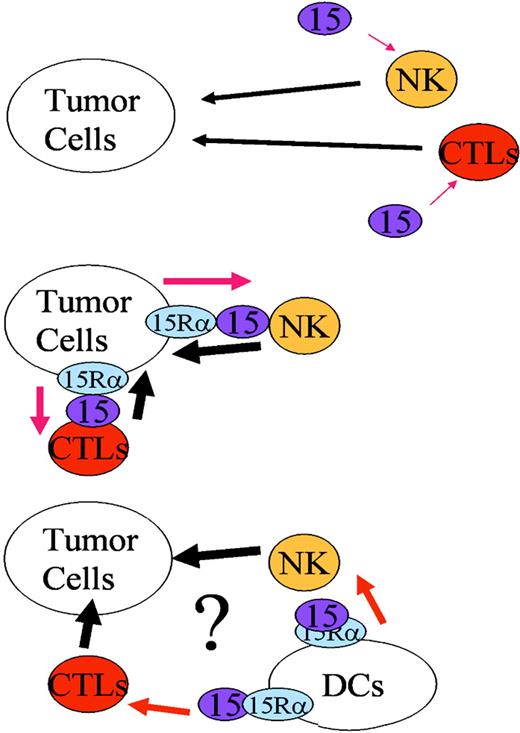 Figure 7. A schematic representation of the MC38-mediatedtrans-activation of NK cells. In IL-15 Tg mice, the constitutive presence of IL-15 activates NK (and CTL) cells to enhance cytokine-induced lysis of MC38 cells, resulting in the efficient rejection of these tumor cells (top). If the MC38 cells express IL-15Rα on their surface, the endogenously produced IL-15 in mice can be captured and be presented intrans to NK/CTL cells in the neighborhood (left). This scenario explains the reduced growth or lack of growth of MC38/IL-15Rα transfectants in normal mice. Hypothetically, it is plausible that administration of dendritic cells that have been engineered or activated to express IL-15Rα may activate NK/CTLs, and thus leads to activation of immune-surveillance mechanism against tumor cell development in vivo.