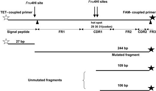 Figure 1. REHMA visualized. The top line illustrates the 271-bp sequence of the VκA27 light-chain V gene representing the signal peptide region, framework regions (FR1, FR2, FR3), and the complementarity determining regions (CDR1, CDR2). Fnu4HI sites, hot-spot, and TET- and FAM-fluorochrome-coupled primers (marked by an open and a black star, respectively) are indicated. Vertical black arrows indicate the sequenced cloned PCR product, codon 1-66, which is illustrated in Figure 4. The three bottom lines represent the 244-bp fragment of noncleaved hot-spot mutated VκA27 and the 106/109-bp fragments of cleaved hot-spot unmutated VκA27, respectively.