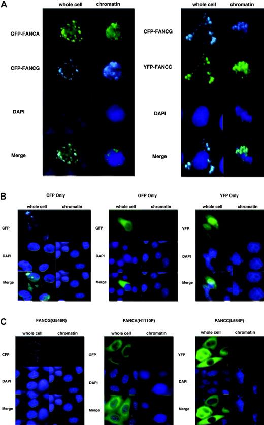 Figure 2. FANCA, FANCC, and FANCG colocalize in chromatin. (A) HeLa cells were transfected with either GFP-FANCA/CFP-FANCG or CFP-FANCG/YFP-FANCC. Whole cells were fixed or chromatin preparations were performed in situ. (B) HeLa cells were transfected with EGFP, EYFP, or ECFP only–containing plasmid, and whole cells and chromatin were prepared. No GFP, YFP, or CFP signal was discernible on chromatin after preparation. Also, CFP was not visible through GFP filters, and YFP and GFP were not visible through CFP filters. (C) Point mutant versions of EGFP-FANCA(H1110P), EYFP-FANCC(L554P), and ECFP-FANCG(G546R) were transfected into HeLa cells. Whole cells contained none of the mutant proteins in the nucleus, and no mutant proteins were visible at all after chromatin preparation.