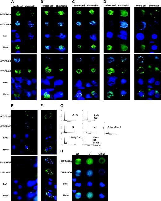 Figure 3. The FA proteins form foci at G1-S and during S phase. HeLa cells transfected with either EGFP-FANCA/ECFP-FANCG or ECFP-FANCG/EYFP-FANCC were grown on slides and synchronized by double thymidine block to the G1-S border. Whole cells and chromatin were visualized at the indicated times after release: (A) G1-S, 0 hours; (B) S phase, 4 hours; (C) early G2 phase, 6 hours; (D) late G2 phase, 8 hours; (E) mitosis, after 16 hours in 1 μM nocodazole; and (F) early G1, after collection of floating mitotic cells, followed by 4 hours in regular media to allow for anchorage and cytokinesis. (G) Representative FACScan analysis of transfected, synchronized cells. (H) Asynchronous HeLa cells cotransfected with GFP-FANCA and CFP-FANCG were sorted by FACScan into G1, S, and G2-M groups. Microscopy revealed that FA proteins were cytoplasmic during G1 and G2-M and nuclear during S phase.