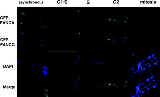 Figure 4. FA core complex localizes to chromatin fibers. HeLa cells transfected with EGFP-FANCA/CFP-FANCG were synchronized and collected as in Figure 3. The mitotic cells were cytospun onto a new slide. Chromatin fibers were then prepared on slides by vertical urea extraction. Micrographs show foci, then diffusion of FA proteins on fibers through S phase, clumping in G2, and absence by mitosis.