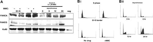 Figure 7. FA proteins localize to chromatin predominately after MMC treatment and during S phase. HeLa cells were synchronized by double thymidine block and collected. G1-S cells were not released but were treated with 0.1 μM MMC for 4 hours. S-phase cells were prepared by simultaneous release for 4 hours in regular media and treated with 0.1 μM MMC for 4 hours. Chromatin was prepared and run on SDS-PAGE. After transfer, the membrane was blotted with anti-FANCA, anti-FANCG, and anti–topoisomerase II antisera. Neg indicates negative mutant EUFA143 FA-G cells that express no FANCG and very little FANCA. (B) 100 000 cells from the indicated treatment group were counted on FACScan at each time point.